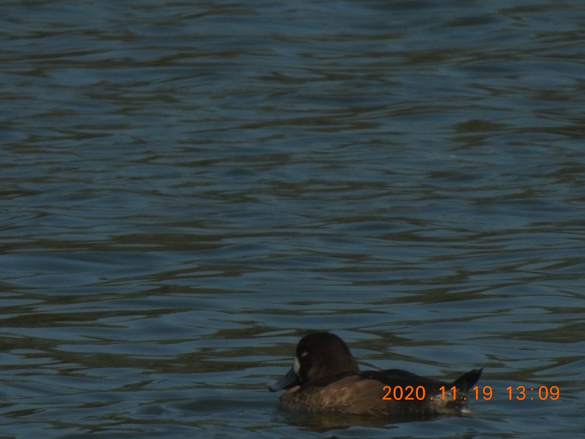 Greater Scaup - ML285075061