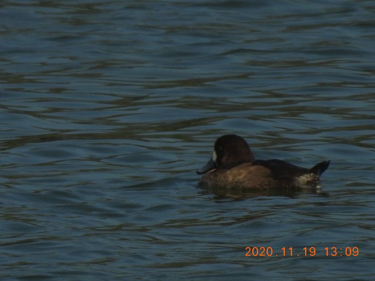 Greater Scaup - ML285075071