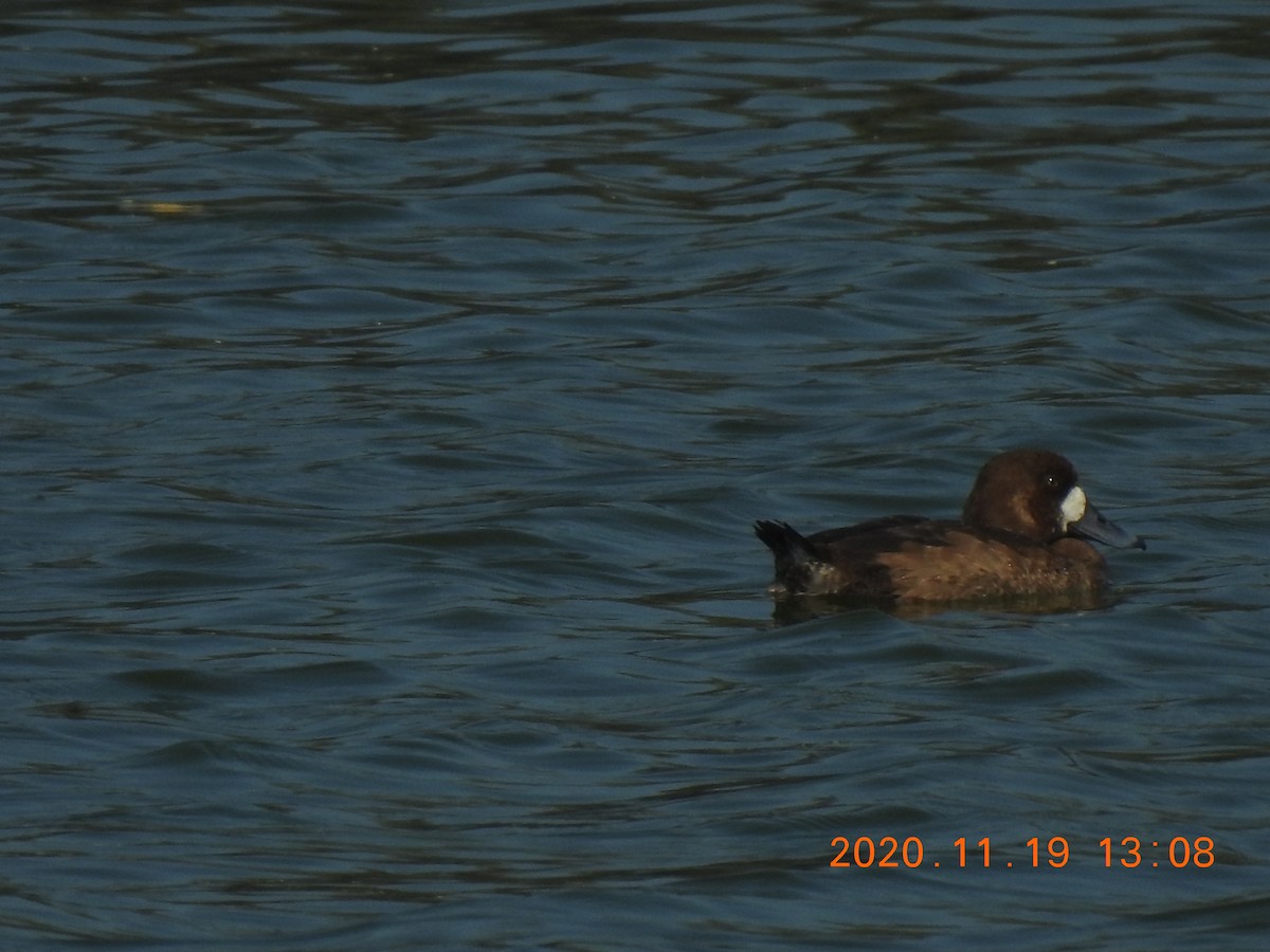 Greater Scaup - ML285075081