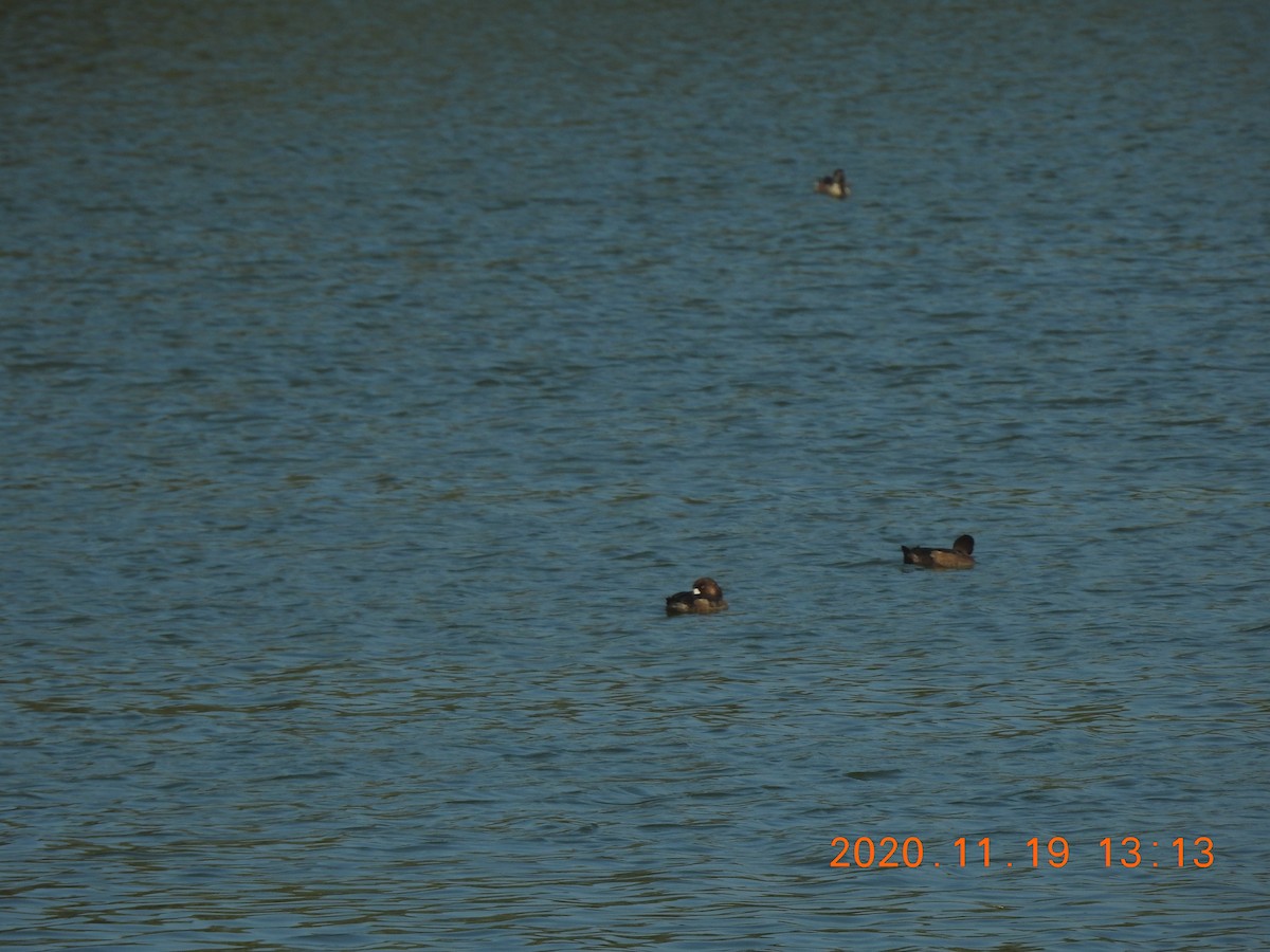 Greater Scaup - ML285075101