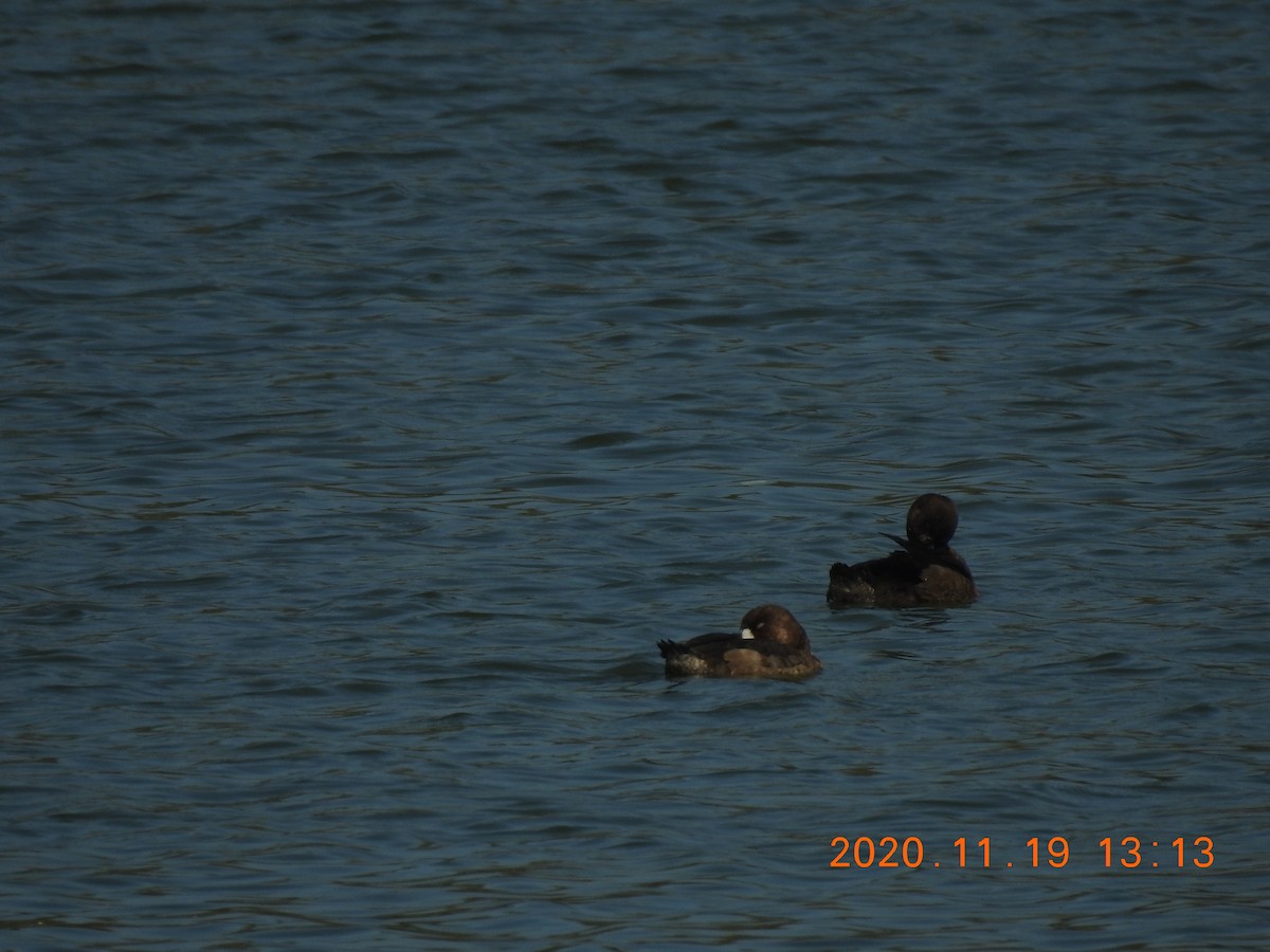Greater Scaup - ML285075111
