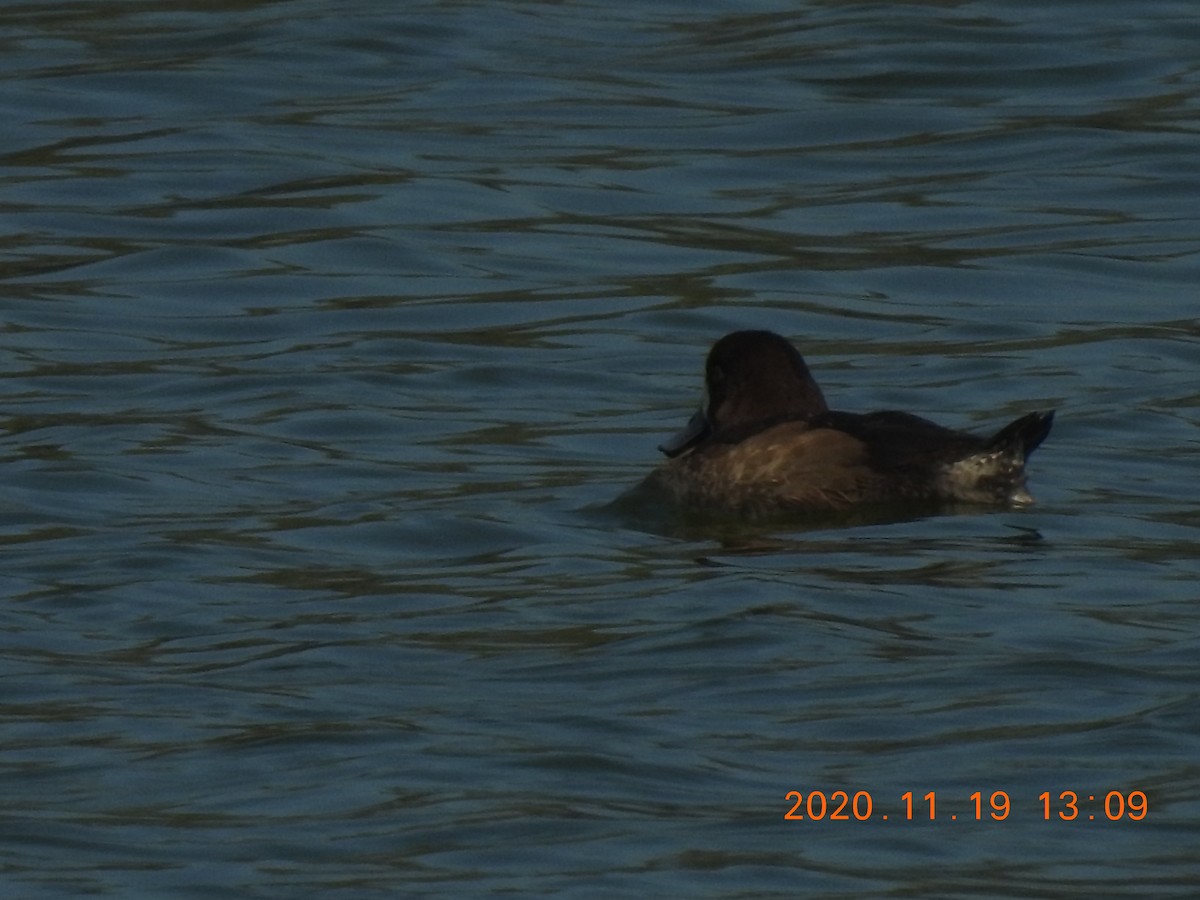 Greater Scaup - ML285075121