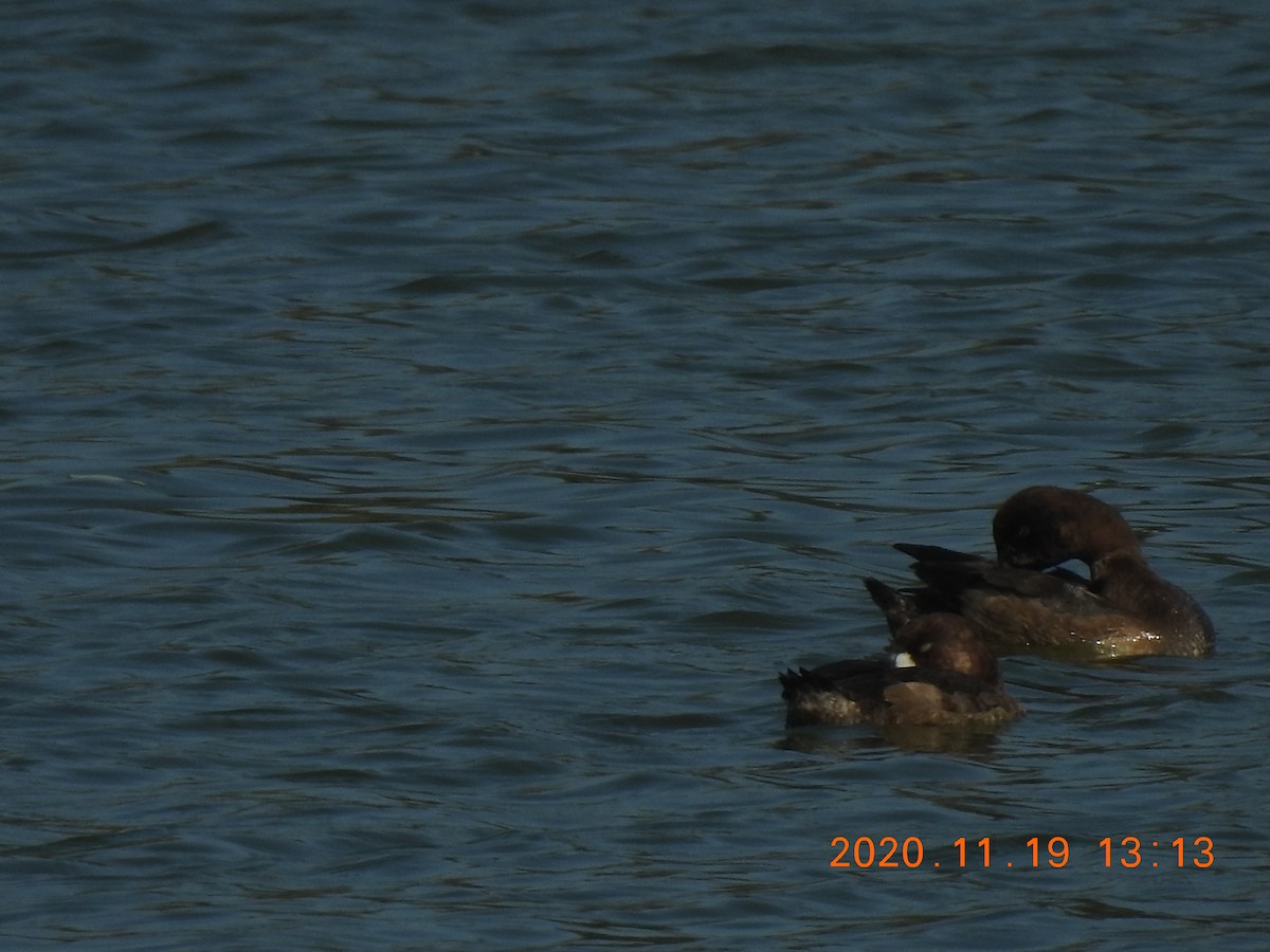 Greater Scaup - ML285075151