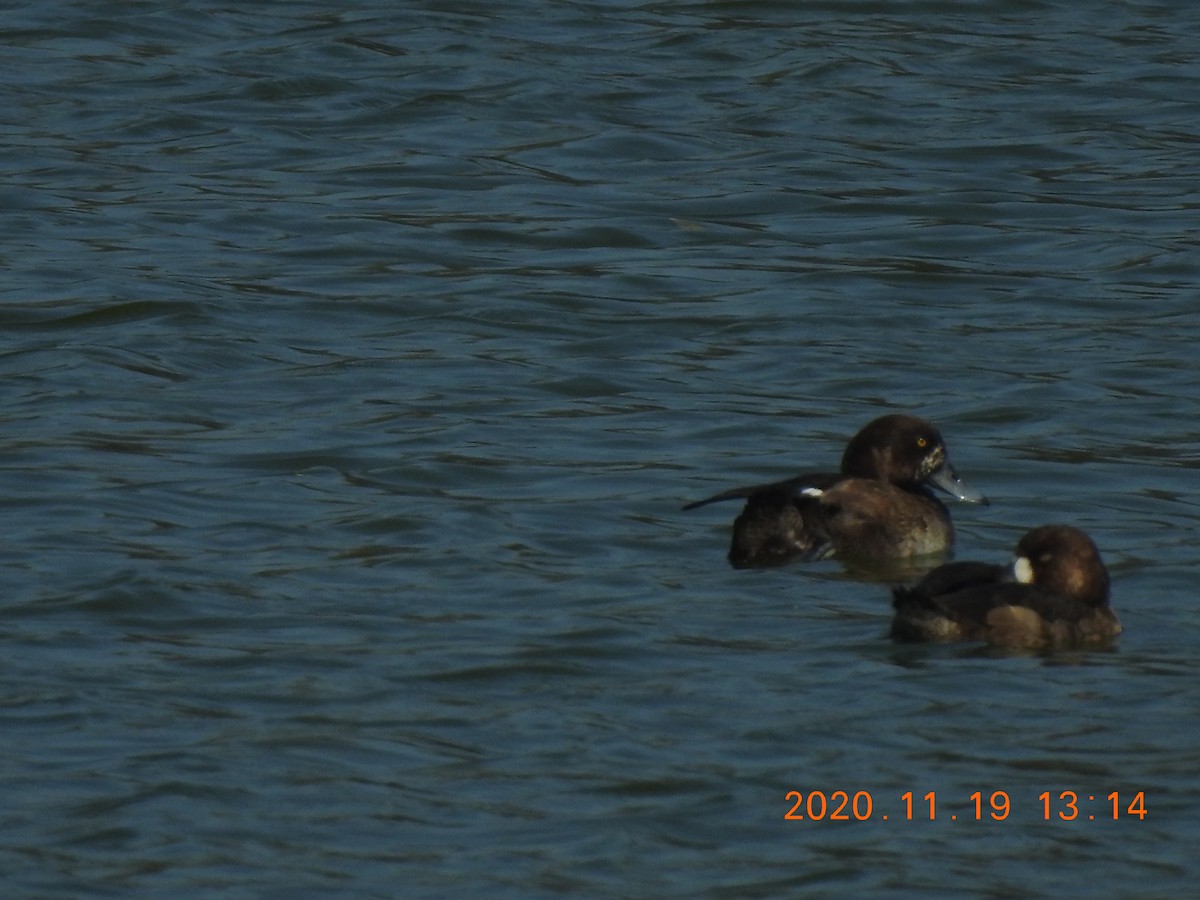 Greater Scaup - ML285075171