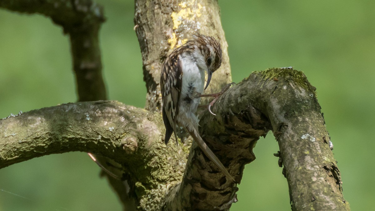 Eurasian Treecreeper - ML285075671