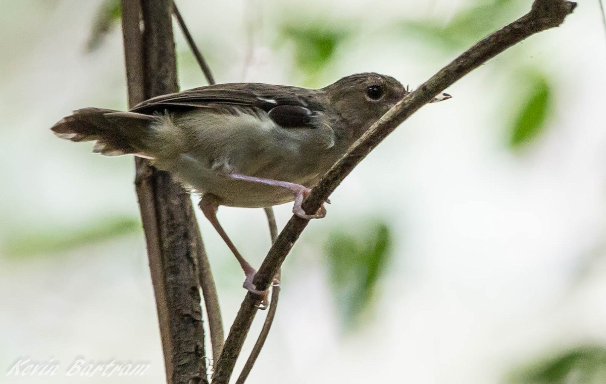 Tropical Scrubwren - ML285075811