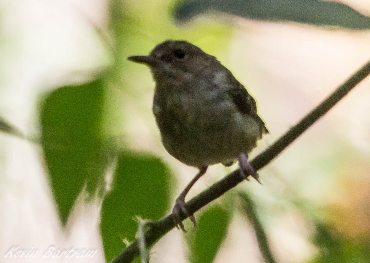 Tropical Scrubwren - ML285075821