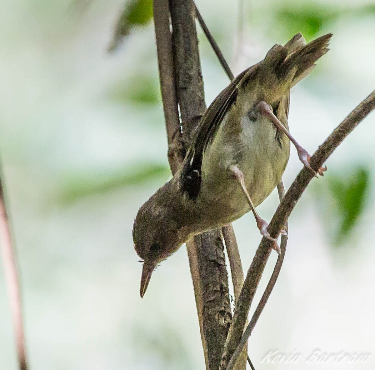 Tropical Scrubwren - ML285075831