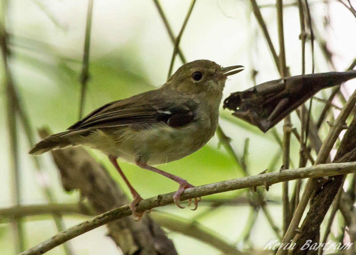 Tropical Scrubwren - ML285075841