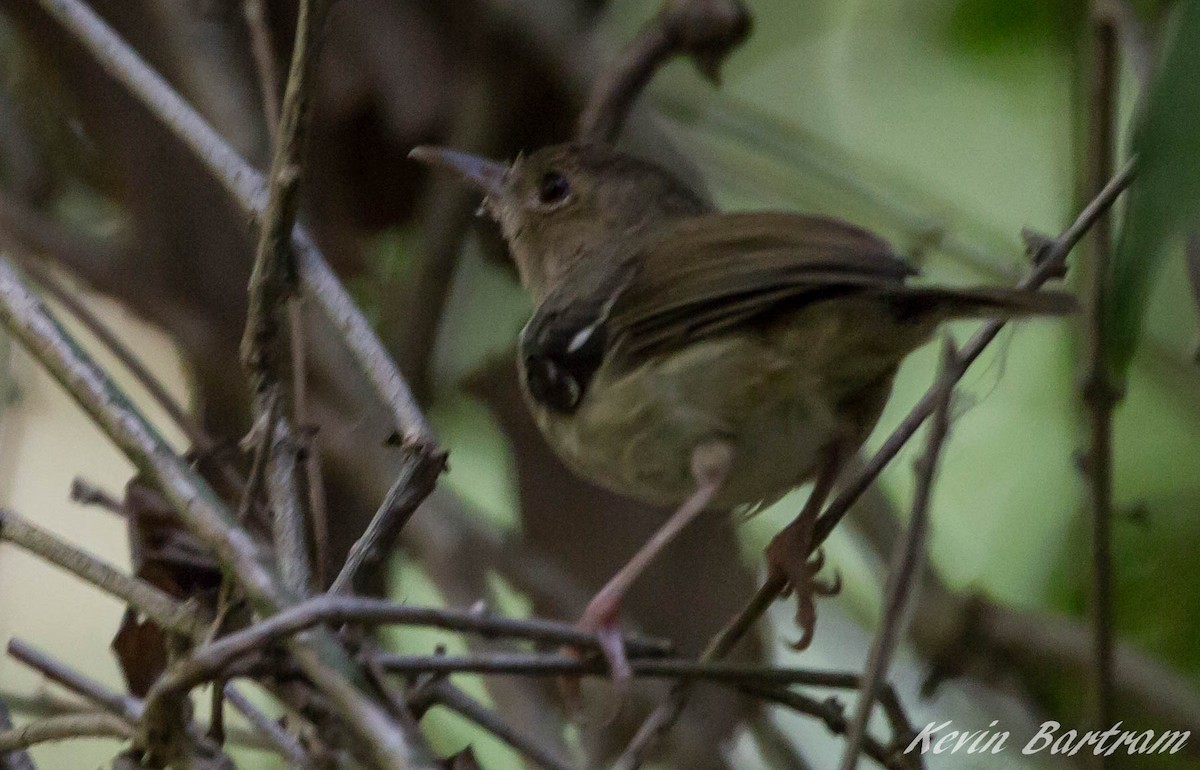 Tropical Scrubwren - ML285075851