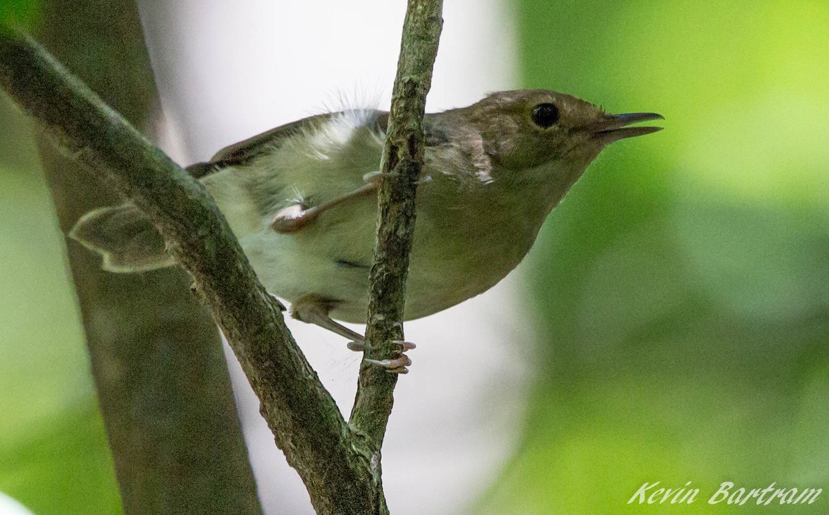 Tropical Scrubwren - ML285075861