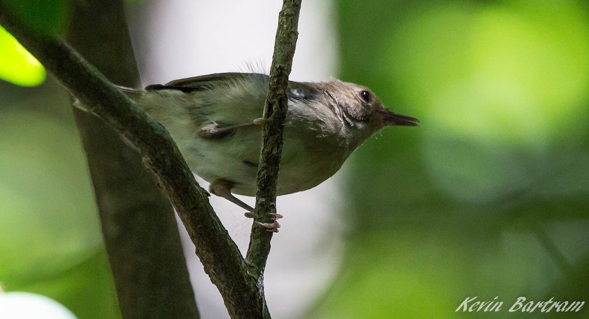 Tropical Scrubwren - ML285075871