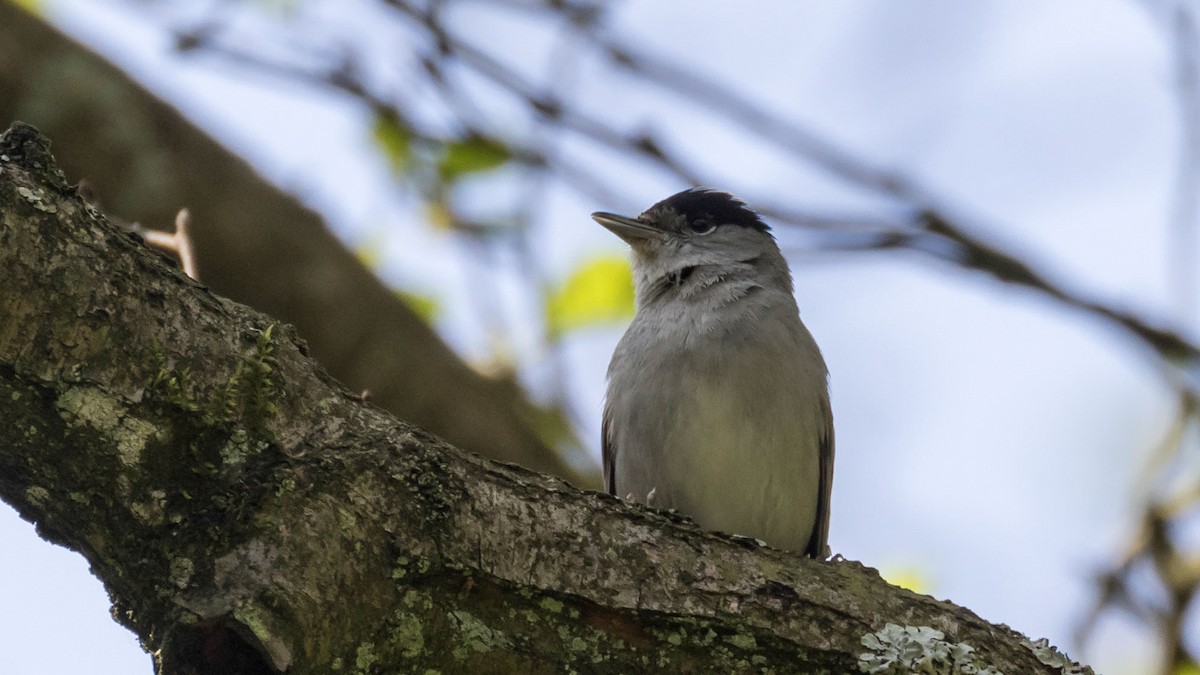 Eurasian Blackcap - ML285075881