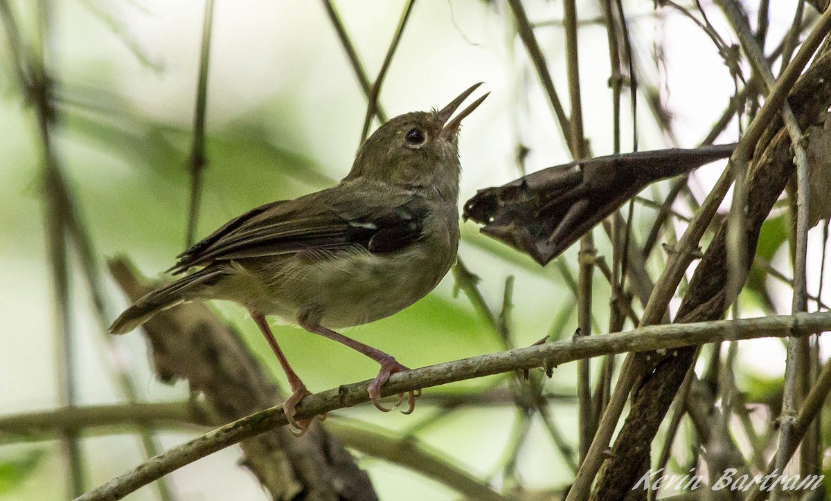 Tropical Scrubwren - ML285075891