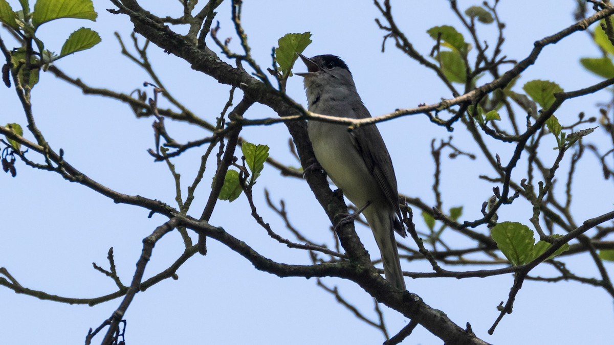 Eurasian Blackcap - ML285075911