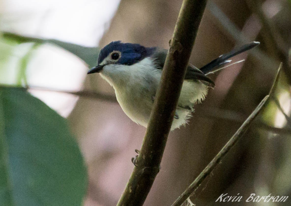 Lovely Fairywren - ML285075951