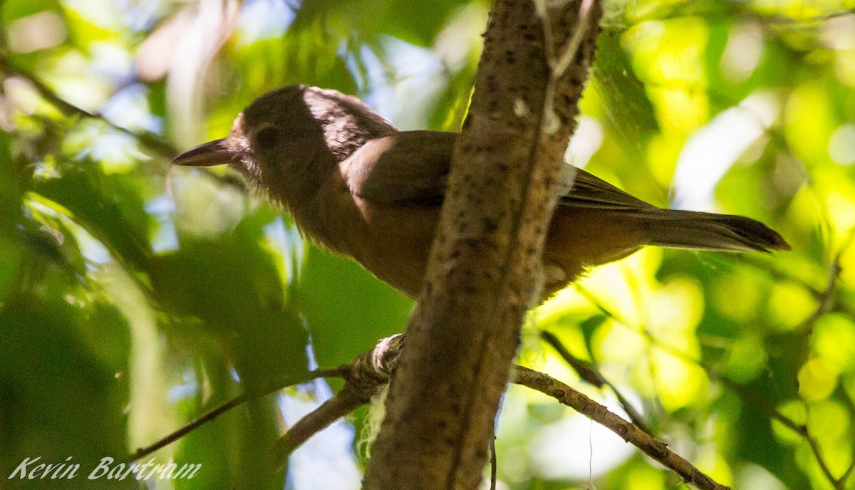 Little Shrikethrush (Rufous) - ML285075981