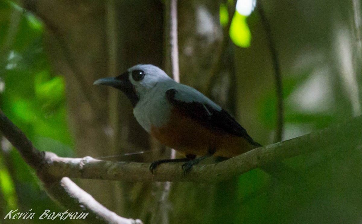 Black-winged Monarch - ML285076081