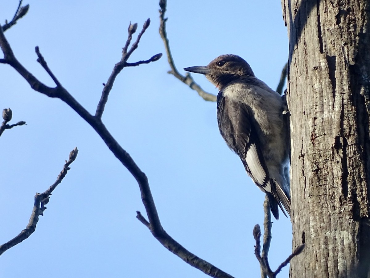 Red-headed Woodpecker - ML285076661