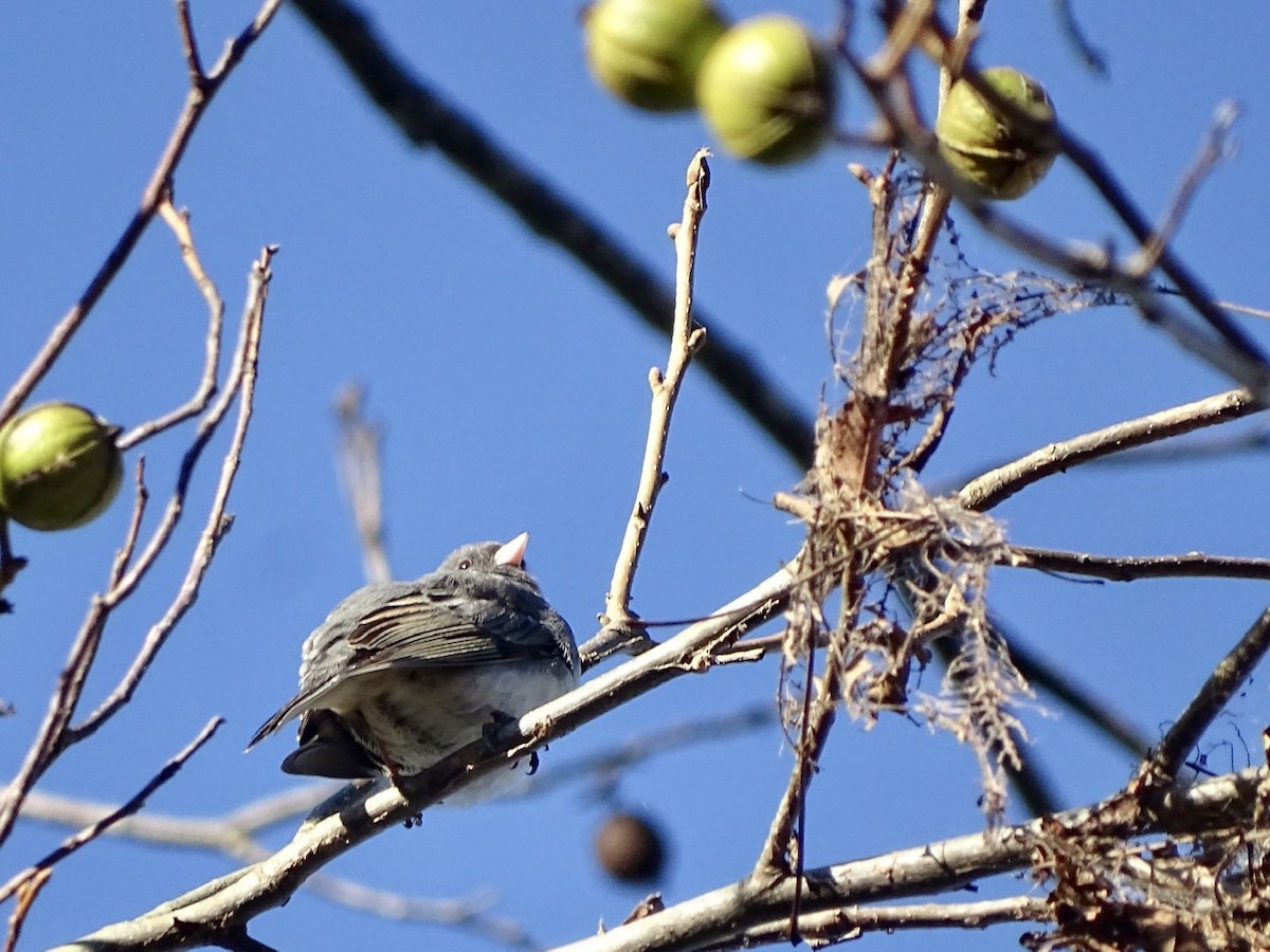 Dark-eyed Junco - ML285076691