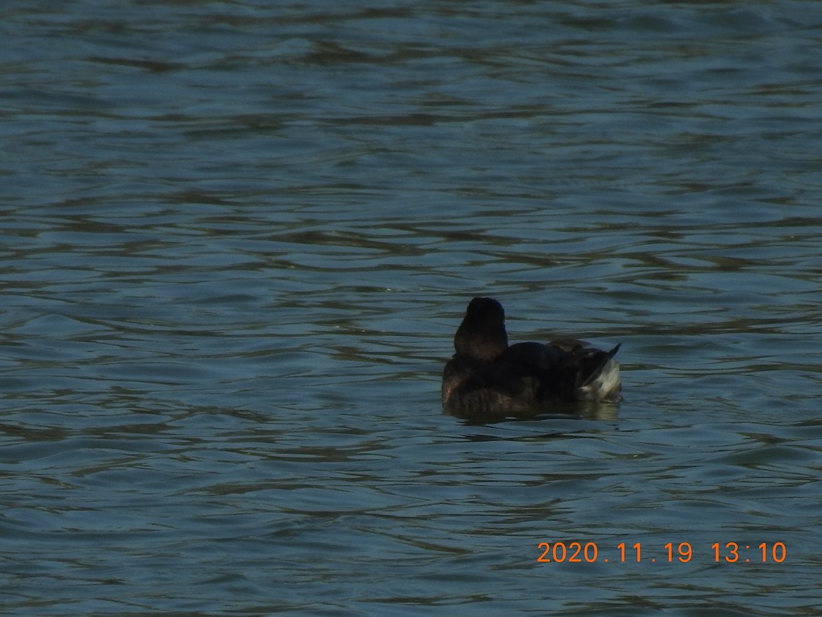 Tufted Duck - ML285076761