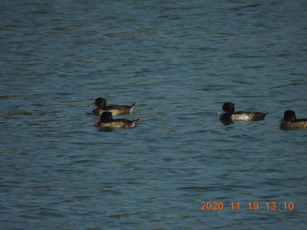 Tufted Duck - ML285076771