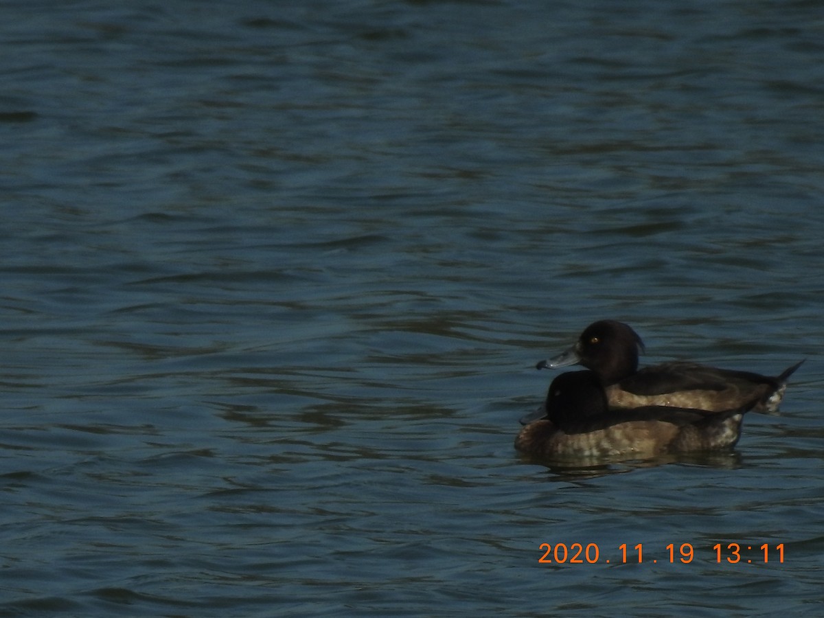 Tufted Duck - ML285076781