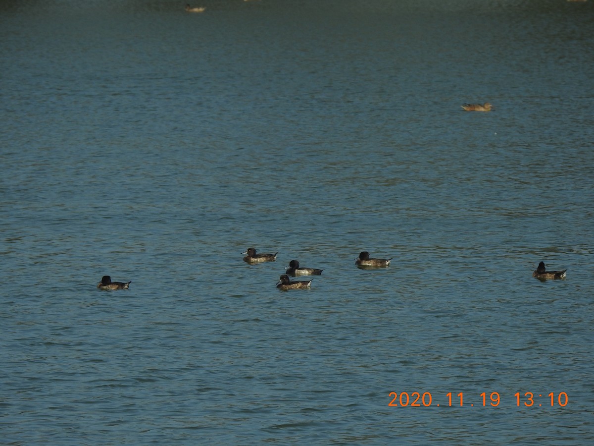 Tufted Duck - ML285076801