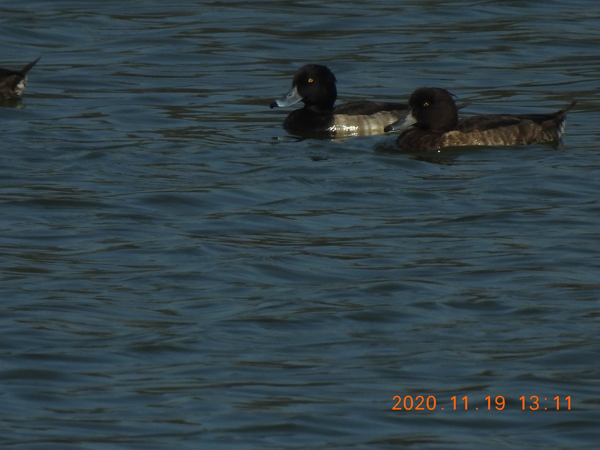 Tufted Duck - ML285076811