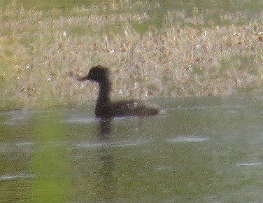 Least Grebe - ML285077541