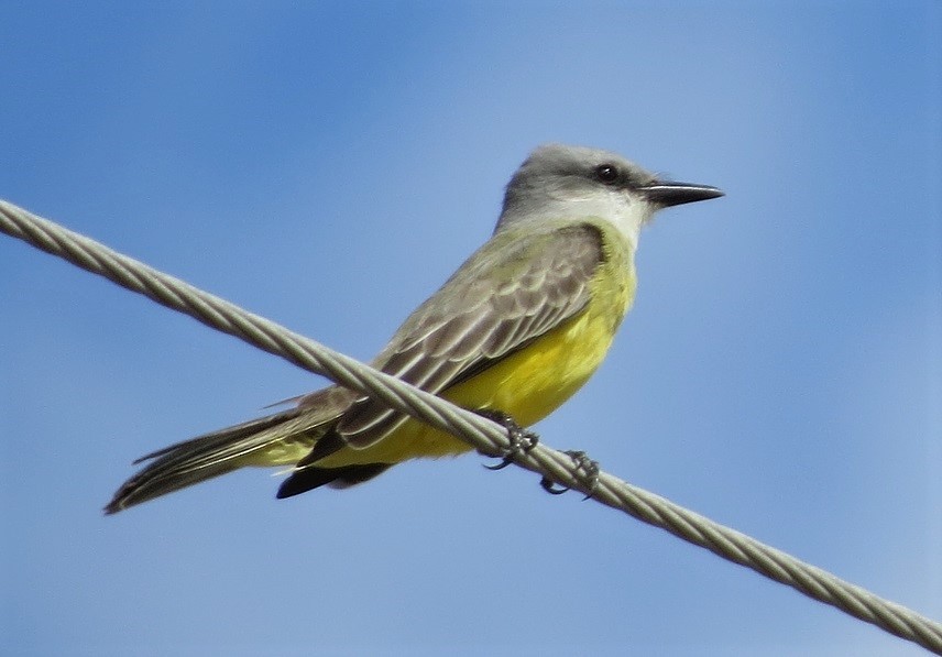 Tropical Kingbird - "Chia" Cory Chiappone ⚡️