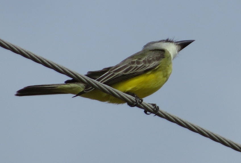 Tropical Kingbird - "Chia" Cory Chiappone ⚡️