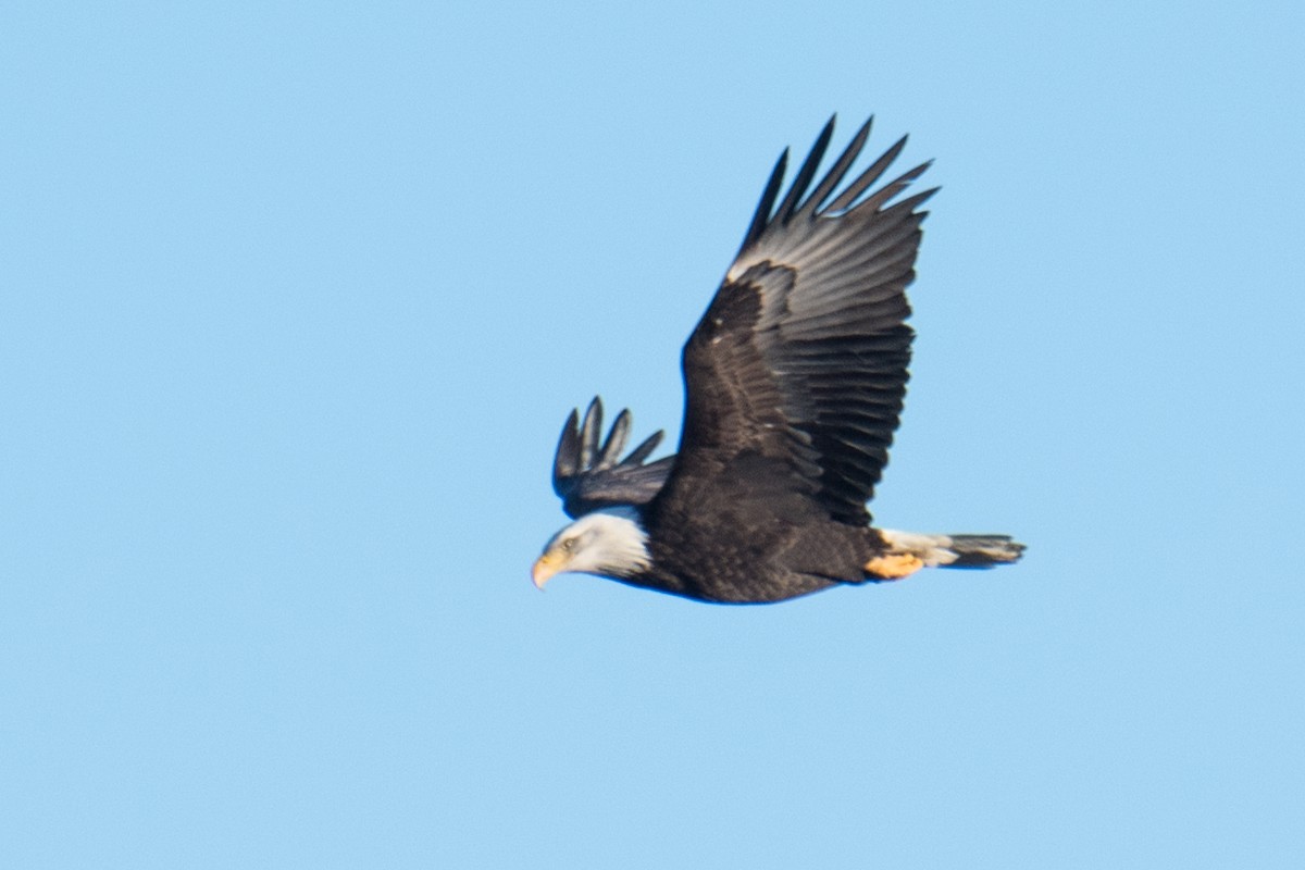 Bald Eagle - ML285077841