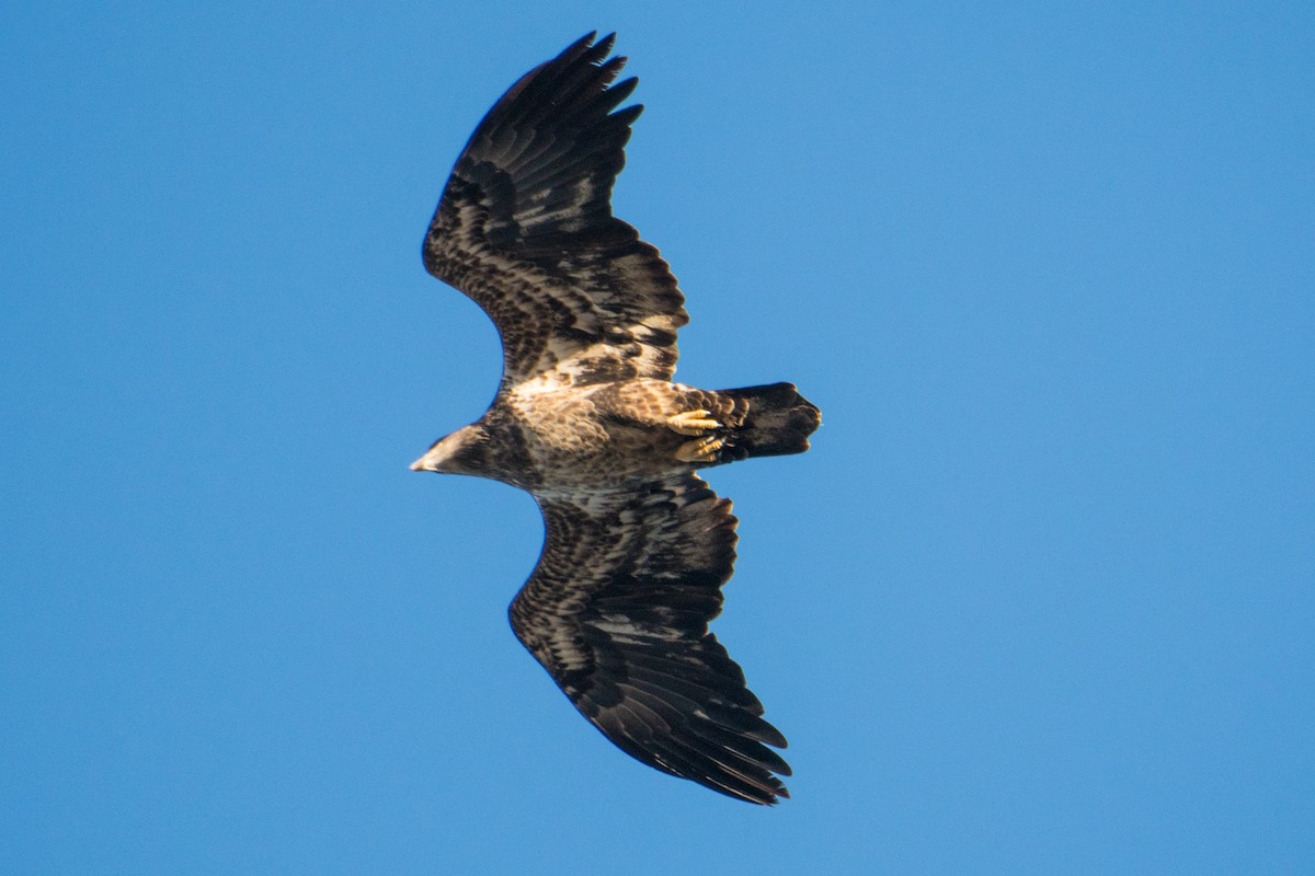 Bald Eagle - ML285077881