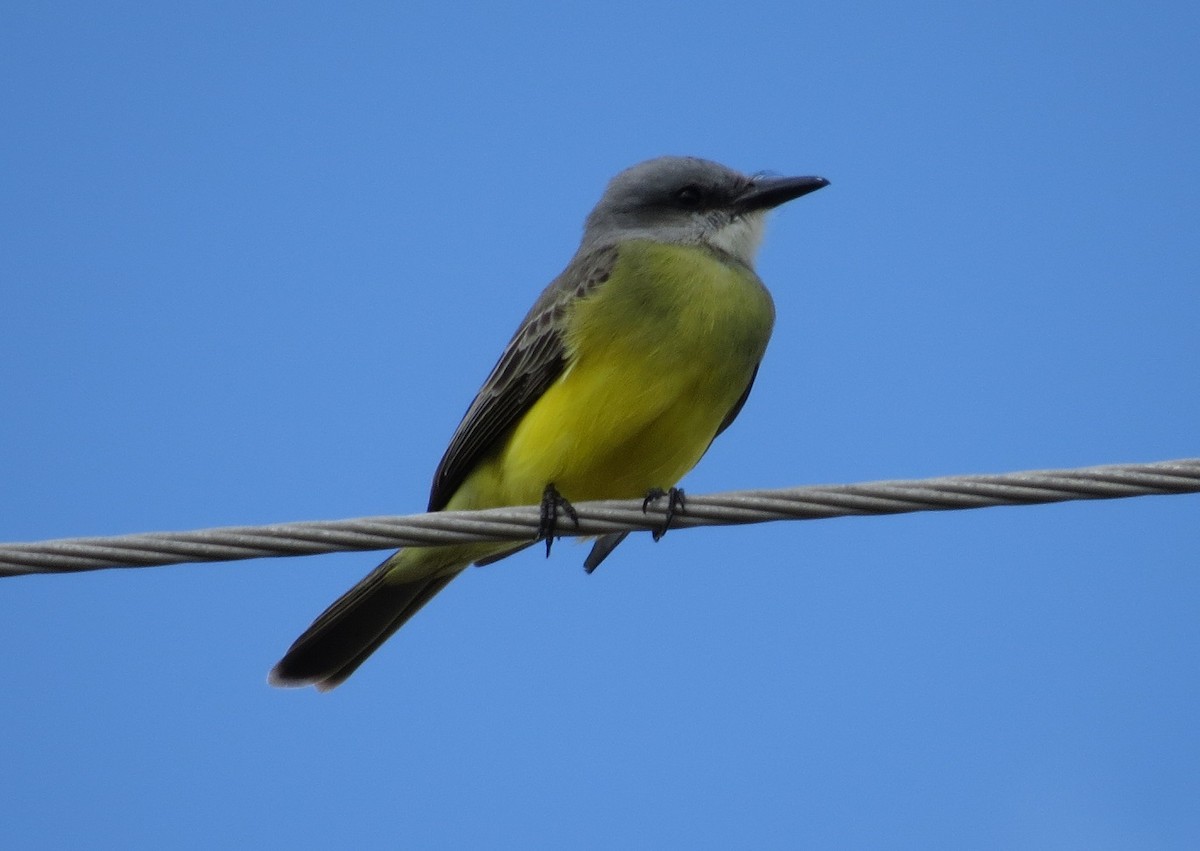 Tropical Kingbird - ML285078051