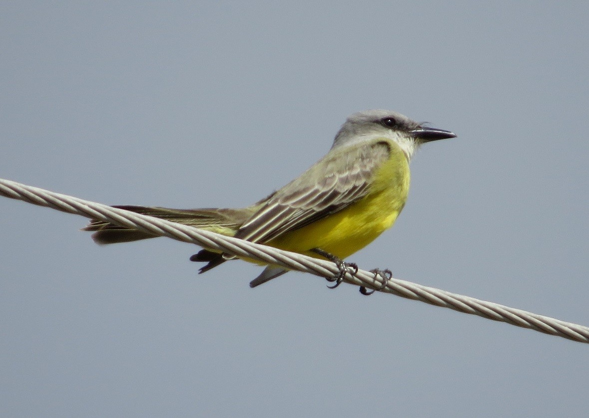 Tropical Kingbird - ML285078061