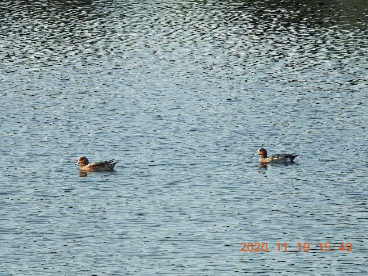 Eurasian Wigeon - Mei-Luan Wang