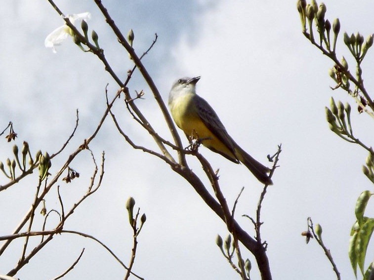 Tropical Kingbird - ML285080151