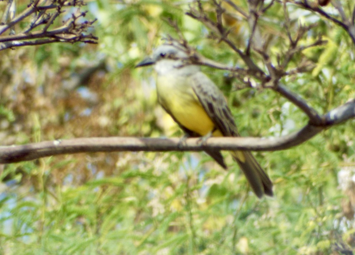 Tropical Kingbird - ML285080371