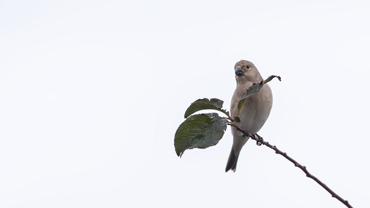 Desert Finch - ML285081071