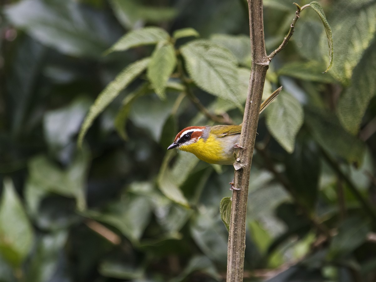 Rufous-capped Warbler (rufifrons Group) - Nick Athanas