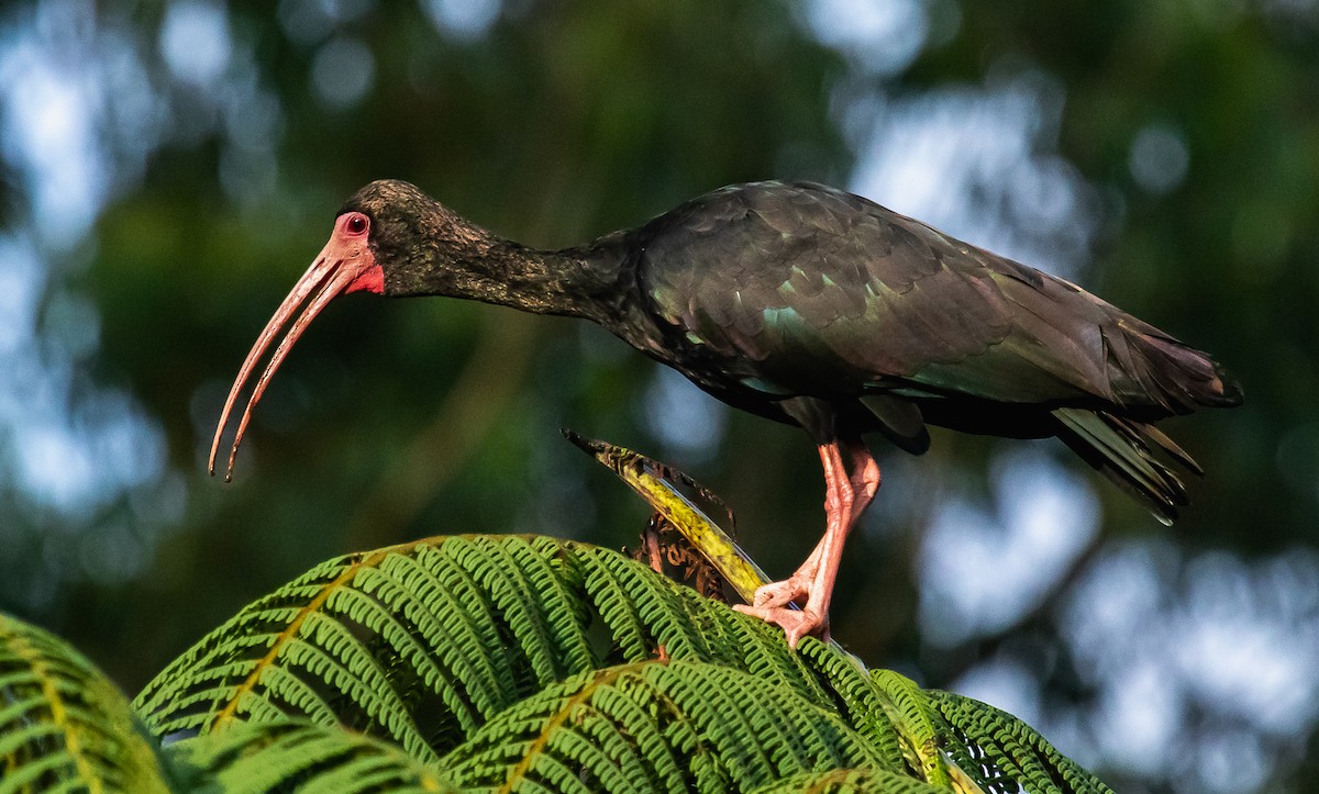 Bare-faced Ibis - ML285083121