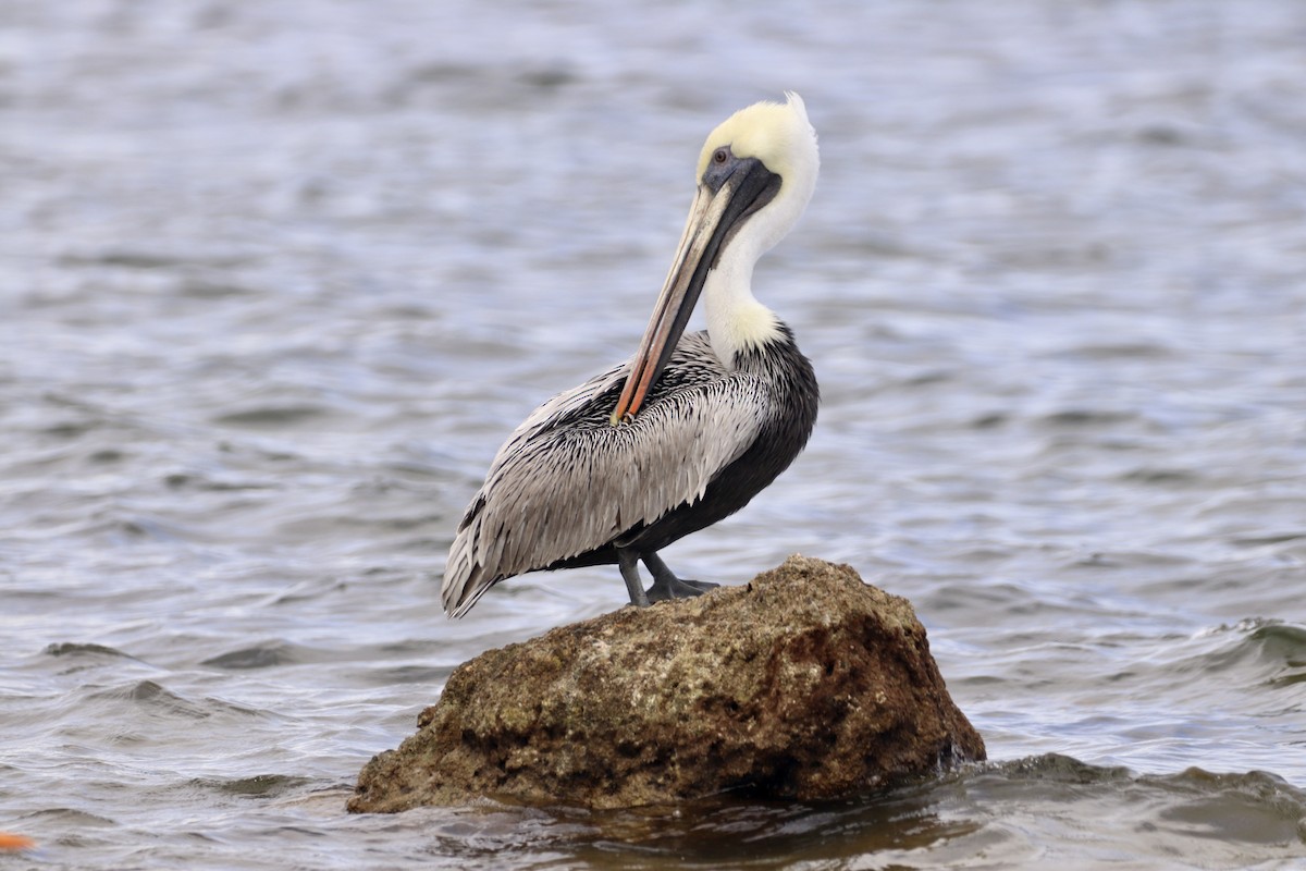Brown Pelican - ML285083671