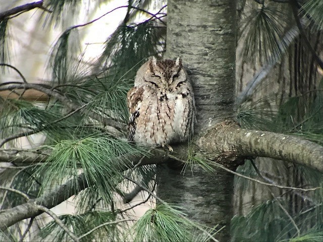 Eastern Screech-Owl - Mika Roinila