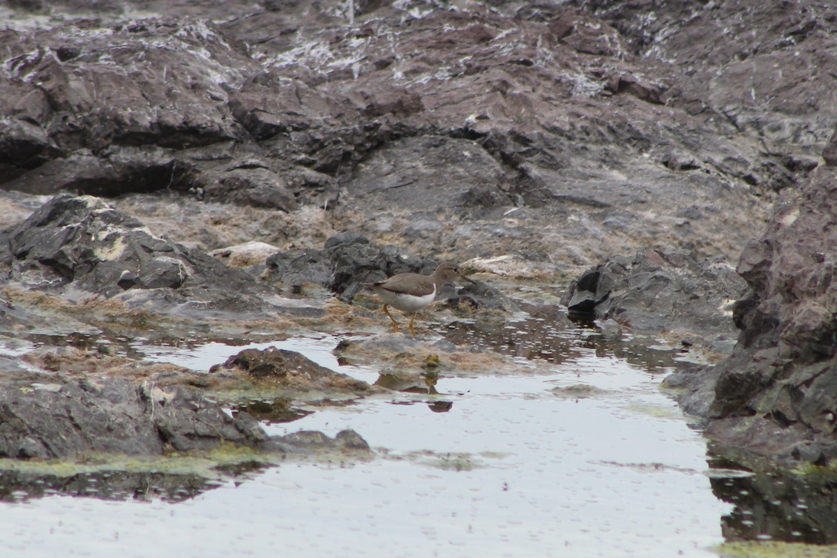 Spotted Sandpiper - ML285085151