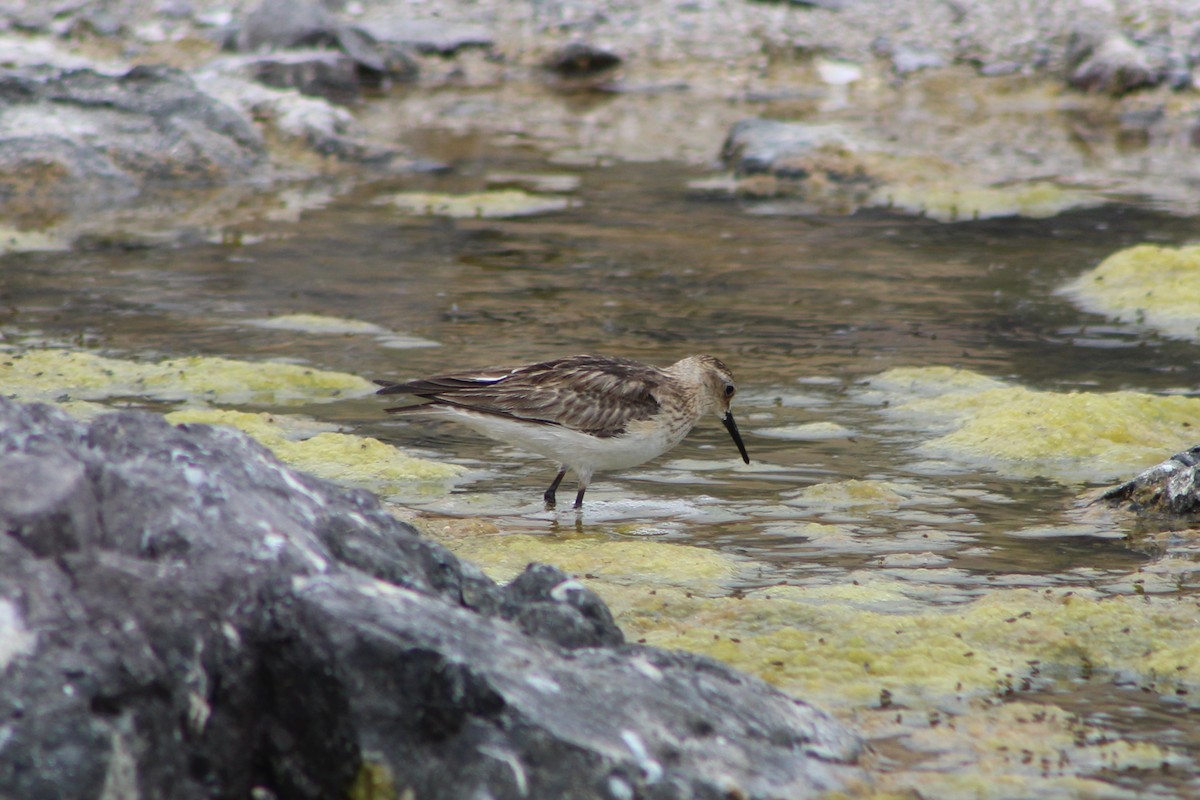 Baird's Sandpiper - ML285085231