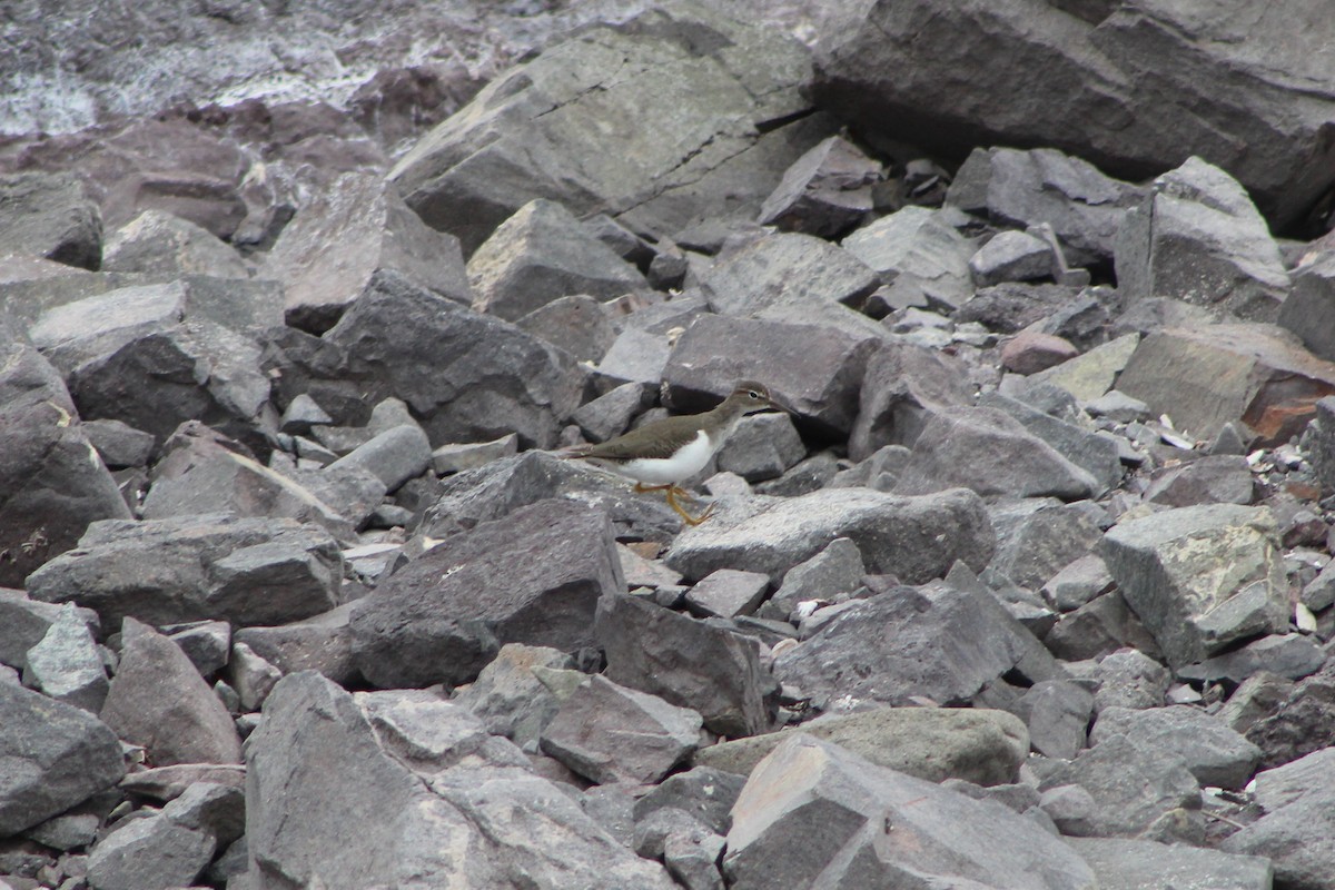 Spotted Sandpiper - ML285085881