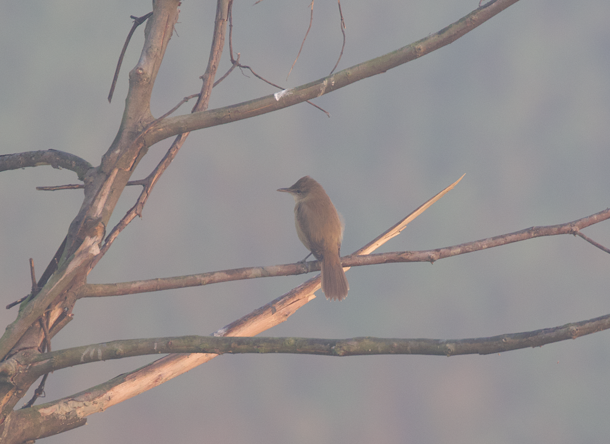 Clamorous Reed Warbler - ML285085991