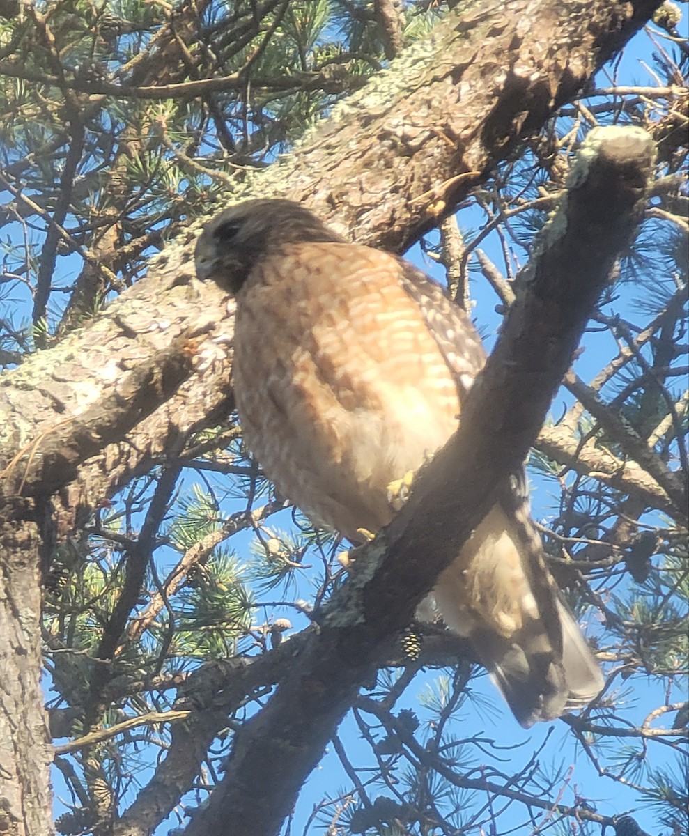 Red-shouldered Hawk - ML285086291