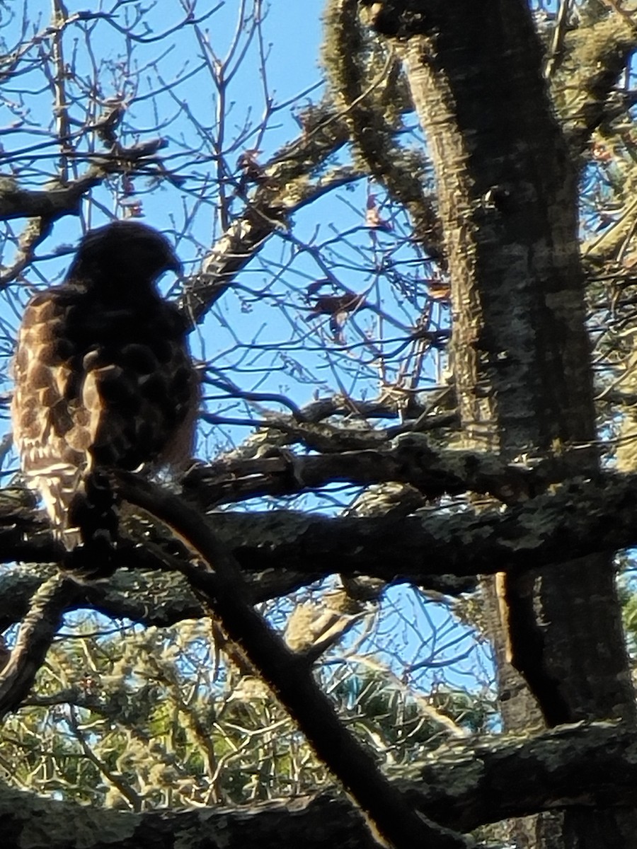 Red-shouldered Hawk - ML285086301